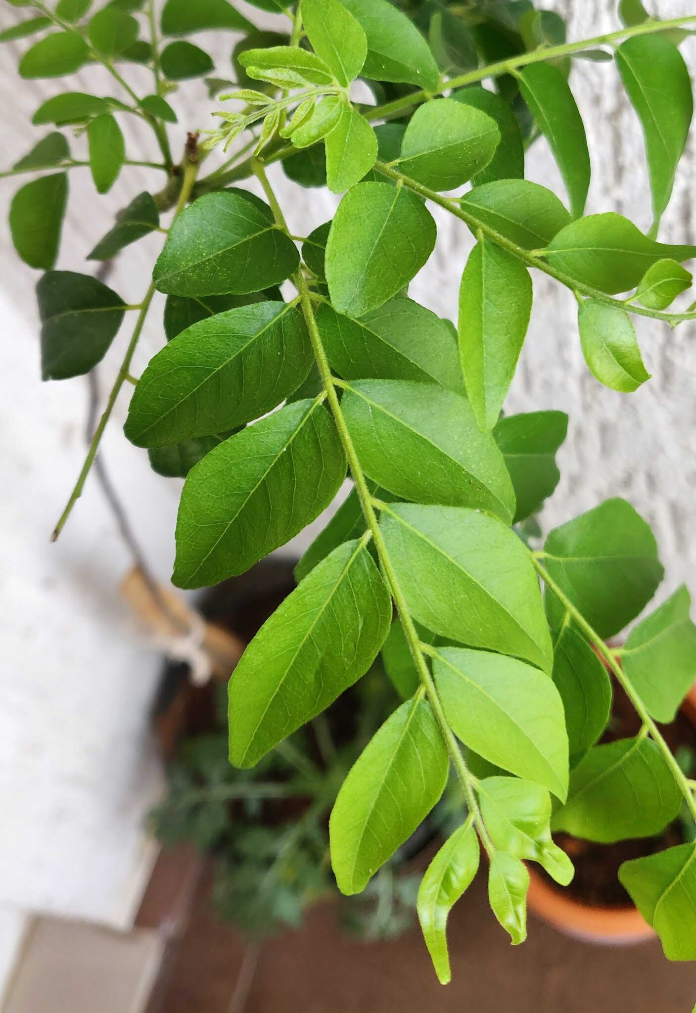 Fresh Curry Leaves