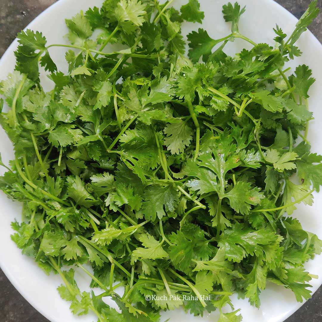 Cilantro or Coriander